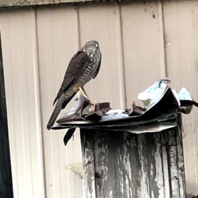 Tachyspiza cirrocephala (Collared Sparrowhawk) at Googong, NSW - 22 May 2020 by Wandiyali