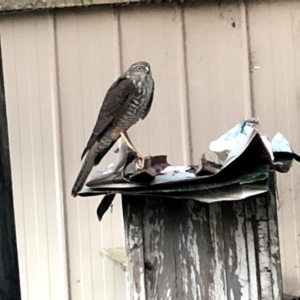 Accipiter cirrocephalus at Googong, NSW - 22 May 2020