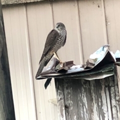 Accipiter cirrocephalus at Googong, NSW - 22 May 2020