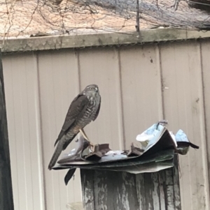 Accipiter cirrocephalus at Googong, NSW - 22 May 2020