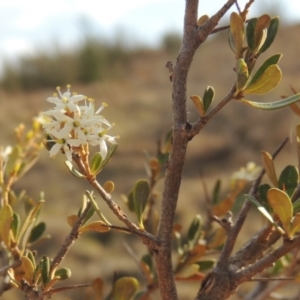 Bursaria spinosa at Greenway, ACT - 22 Jan 2020