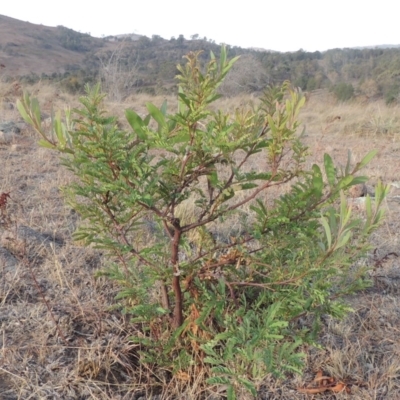 Acacia rubida (Red-stemmed Wattle, Red-leaved Wattle) at Greenway, ACT - 22 Jan 2020 by michaelb