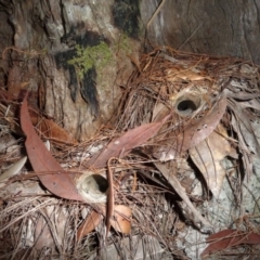 Arbanitis sp. (genus) (A spiny trapdoor spider) at Tuchekoi National Park - 5 Sep 2014 by jenqld