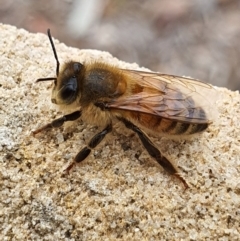 Apis mellifera (European honey bee) at QPRC LGA - 22 May 2020 by Speedsta