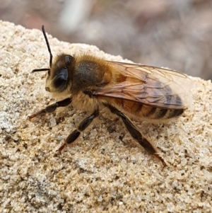 Apis mellifera at Queanbeyan West, NSW - 22 May 2020 12:57 PM