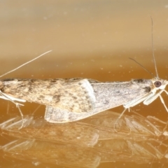 Achyra affinitalis (Cotton Web Spinner, Pyraustinae) at Ainslie, ACT - 15 Apr 2020 by jb2602