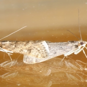 Achyra affinitalis at Ainslie, ACT - 15 Apr 2020