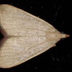 Ocrasa acerasta (A Pyralid moth) at Ainslie, ACT - 15 Apr 2020 by jb2602