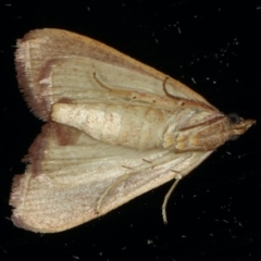 Ocrasa acerasta at Ainslie, ACT - 15 Apr 2020