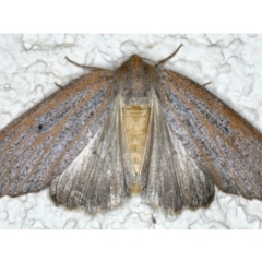 Paralaea porphyrinaria (Chestnut Vein Crest Moth) at Ainslie, ACT - 15 Apr 2020 by jbromilow50