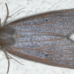 Paralaea porphyrinaria at Ainslie, ACT - 15 Apr 2020