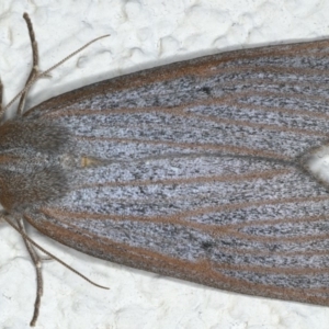 Paralaea porphyrinaria at Ainslie, ACT - 15 Apr 2020