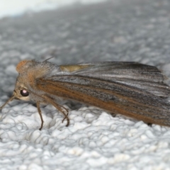 Paralaea porphyrinaria at Ainslie, ACT - 15 Apr 2020