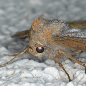 Paralaea porphyrinaria at Ainslie, ACT - 15 Apr 2020