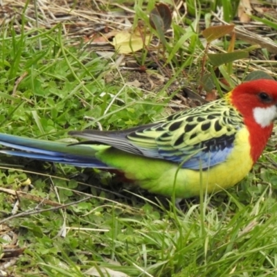 Platycercus eximius (Eastern Rosella) at Aranda, ACT - 22 May 2020 by KMcCue