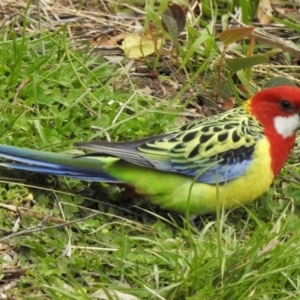 Platycercus eximius at Aranda, ACT - 22 May 2020