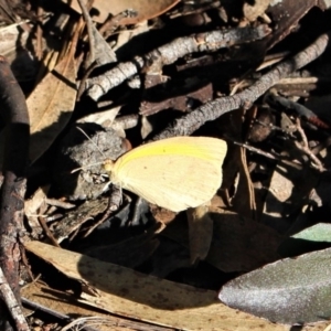 Eurema smilax at Hackett, ACT - 17 May 2020