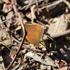 Eurema smilax at Hackett, ACT - 17 May 2020