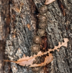 Celaenia calotoides (Bird-dropping spider) at Spence, ACT - 21 May 2020 by Bron