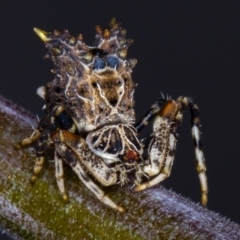 Celaenia calotoides (Bird-dropping spider) at Melba, ACT - 29 Mar 2012 by Bron