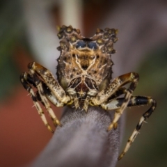 Celaenia calotoides at Melba, ACT - 29 Mar 2012