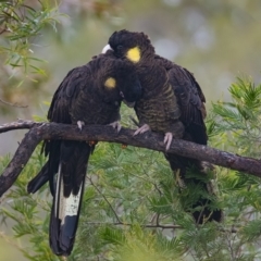 Zanda funerea (Yellow-tailed Black-Cockatoo) at Googong, NSW - 22 May 2020 by WHall