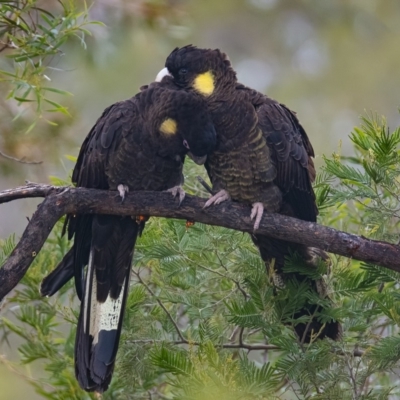 Zanda funerea (Yellow-tailed Black-Cockatoo) at Googong, NSW - 21 May 2020 by WHall