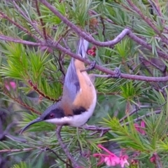 Acanthorhynchus tenuirostris (Eastern Spinebill) at Melba, ACT - 22 May 2020 by Kurt