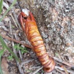 Hepialidae (family) (Unidentified Swift or Ghost Moth) at Jerrabomberra, ACT - 22 May 2020 by Mike