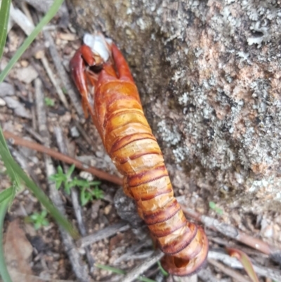 Hepialidae sp. (family) (Unidentified Swift or Ghost Moth) at Jerrabomberra, ACT - 22 May 2020 by Mike