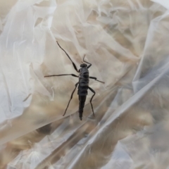 Boreoides subulatus (Wingless Soldier Fly) at Jerrabomberra, ACT - 22 May 2020 by Mike