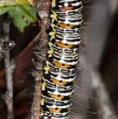 Eutrichopidia latinus (Yellow-banded Day-moth) at Hackett, ACT - 9 Apr 2020 by DerekC