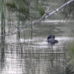 Biziura lobata (Musk Duck) at Bawley Point, NSW - 22 May 2020 by Marg