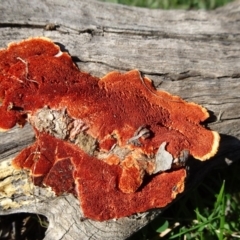 Trametes coccinea (Scarlet Bracket) at Campbell, ACT - 17 May 2020 by JanetRussell