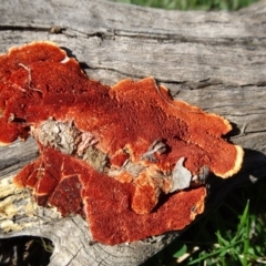 Pycnoporus coccineus (Scarlet Bracket) at Campbell, ACT - 17 May 2020 by JanetRussell