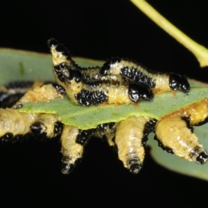 Paropsis atomaria at Ainslie, ACT - 15 Apr 2020