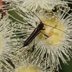 Amphirhoe sloanei (Longicorn or Longhorn beetle) at Black Range, NSW - 5 Jan 2019 by AndrewMcCutcheon