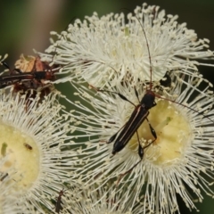 Amphirhoe sloanei at Black Range, NSW - 5 Jan 2019