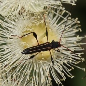 Amphirhoe sloanei at Black Range, NSW - 5 Jan 2019