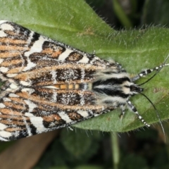 Apina callisto (Pasture Day Moth) at Majura, ACT - 15 Apr 2020 by jb2602