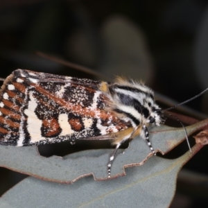 Apina callisto at Majura, ACT - 15 Apr 2020