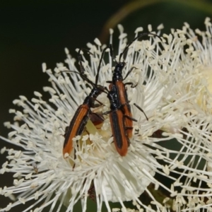 Stenoderus suturalis at Black Range, NSW - 5 Jan 2019 07:50 AM