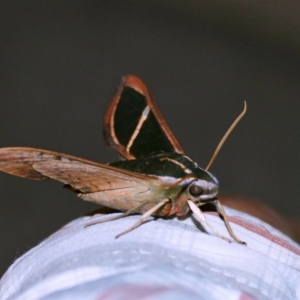 Cizara ardeniae at Black Range, NSW - 2 Jan 2017 08:32 PM