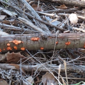 Trametes coccinea at Fyshwick, ACT - 21 May 2020 02:54 PM