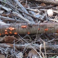 Trametes coccinea at Fyshwick, ACT - 21 May 2020