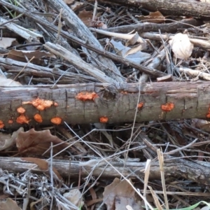 Trametes coccinea at Fyshwick, ACT - 21 May 2020