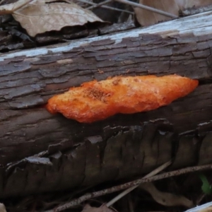 Trametes coccinea at Fyshwick, ACT - 21 May 2020