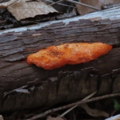 Trametes coccinea at Fyshwick, ACT - 21 May 2020