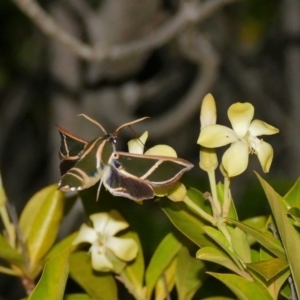 Cizara ardeniae at Black Range, NSW - 24 Nov 2017 07:06 PM