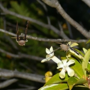 Cizara ardeniae at Black Range, NSW - 24 Nov 2017 07:06 PM